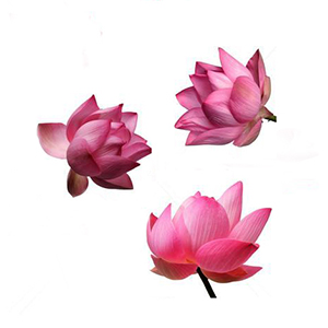نیلوفر آبی